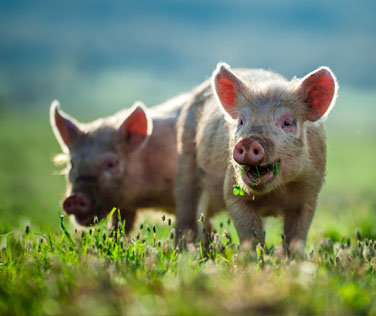 piglet2-1 piglet2-1